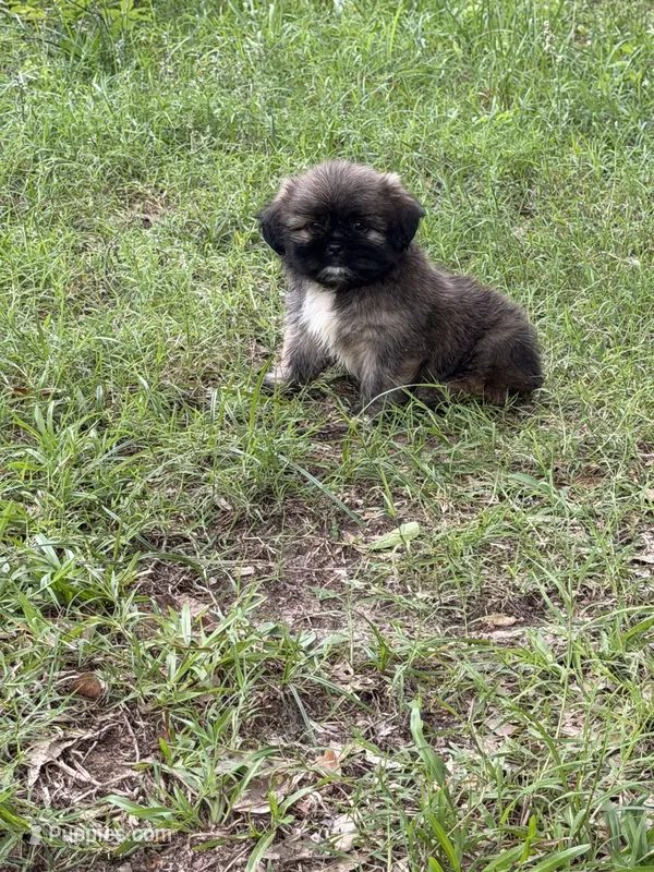 Teddy – Shih Tzu puppy for sale in Anderson, SC