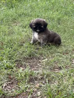 Teddy, a male Shih Tzu for sale in Anderson, SC – 1 of 2