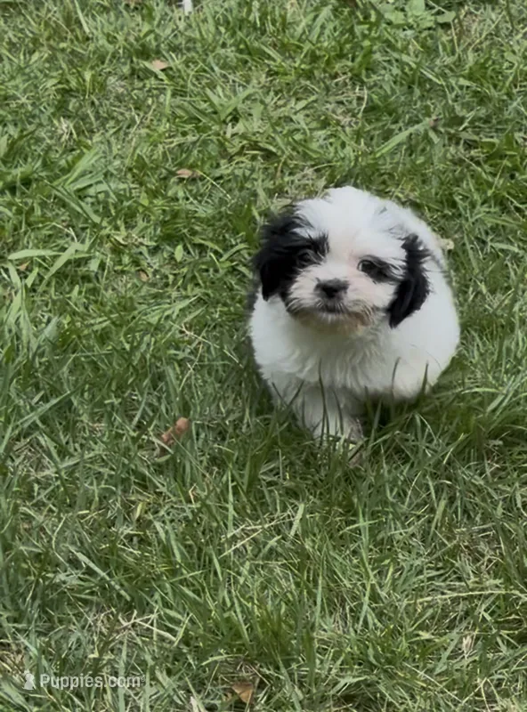Cookies – Shih Tzu puppy for sale in Anderson, SC