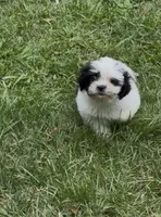 Cookies, a female Shih Tzu for sale in Anderson, SC – 1 of 3