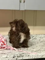 Fudge Round, a male Shih Tzu for sale in Anderson, SC – 2 of 4