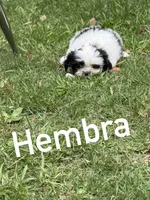 Cookies, a female Shih Tzu for sale in Anderson, SC – 3 of 3