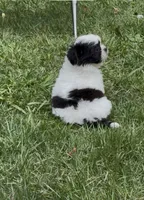 Cookies, a female Shih Tzu for sale in Anderson, SC – 2 of 3