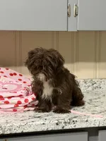 Fudge Round, a male Shih Tzu for sale in Anderson, SC – 1 of 4