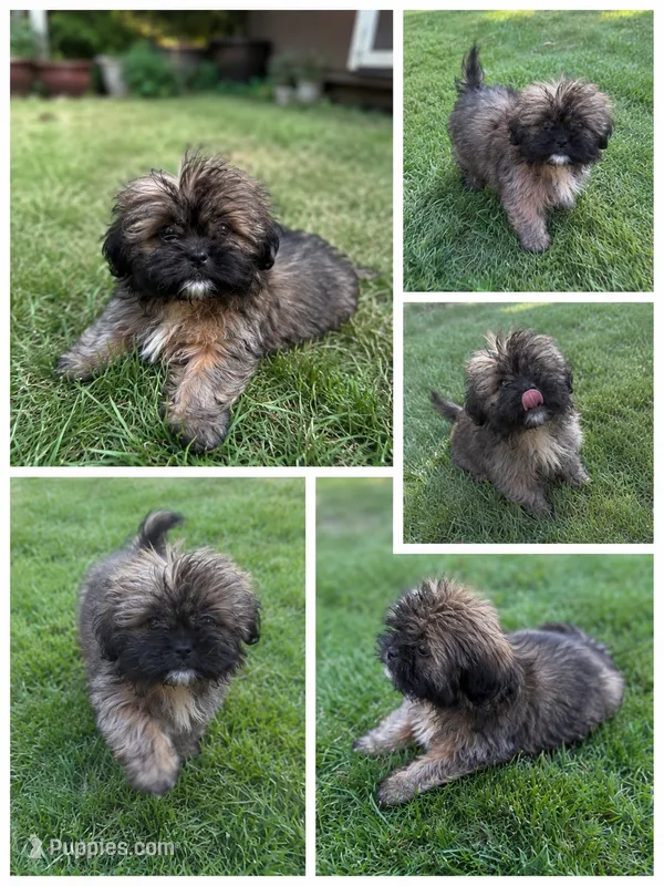 Teddy – Shih Tzu puppy for sale in Anderson, SC