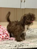 Fudge Round, a male Shih Tzu for sale in Anderson, SC – 3 of 4