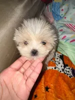 Butterball, a male Shihpoo and Shih Tzu for sale in Anderson, SC – 2 of 2