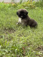 Teddy, a male Shih Tzu for sale in Anderson, SC – 2 of 2