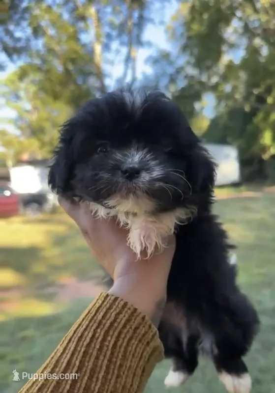 Oreo – Shihpoo, Shih Tzu puppy for sale in Anderson, SC