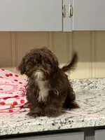 Fudge Round, a male Shih Tzu for sale in Anderson, SC – 4 of 4