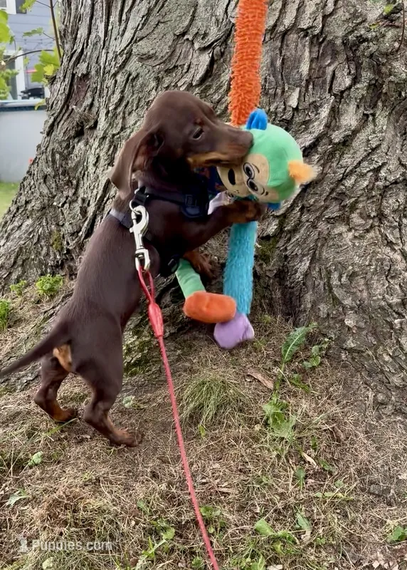 Rolo – Miniature Dachshund puppy for sale in North Tonawanda, NY