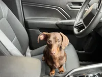 Rolo, a male Miniature Dachshund for sale in North Tonawanda, NY – 2 of 2