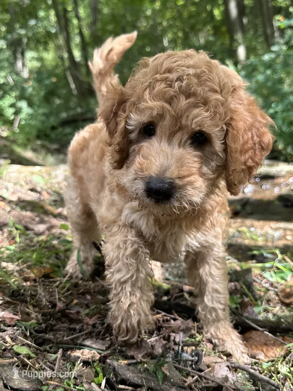 Duke – Irish Doodle puppy for sale in Leesport, PA
