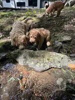 Daisy, a female Poodle - Miniature  and Irish Doodle for sale in Leesport, PA – 3 of 4
