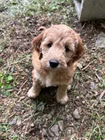 Rosie, a female Irish Doodle for sale in Leesport, PA – 4 of 8