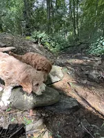 Daisy, a female Poodle - Miniature  and Irish Doodle for sale in Leesport, PA – 4 of 4