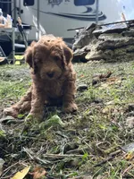 Rusty, a male Irish Doodle for sale in Leesport, PA – 5 of 8