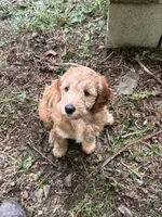 Rosie, a female Irish Doodle for sale in Leesport, PA – 3 of 8