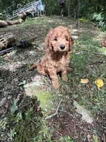 Rusty, a male Irish Doodle for sale in Leesport, PA – 2 of 8