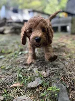 Rusty, a male Irish Doodle for sale in Leesport, PA – 8 of 8
