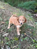 Rosie, a female Irish Doodle for sale in Leesport, PA – 8 of 8