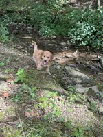 Duke, a male Irish Doodle for sale in Leesport, PA – 5 of 5