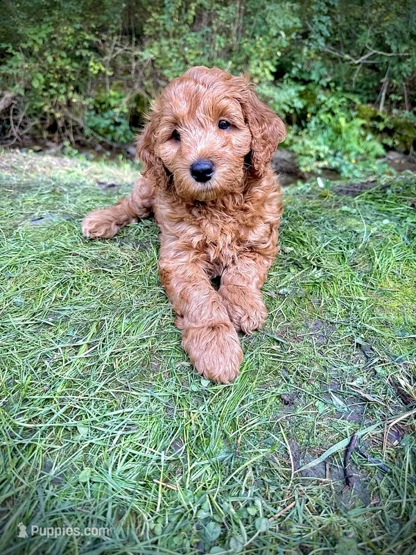 Rusty – Irish Doodle puppy for sale in Leesport, PA