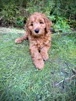 Rusty, a male Irish Doodle for sale in Leesport, PA – 1 of 8