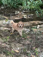 Duke, a male Irish Doodle for sale in Leesport, PA – 4 of 5