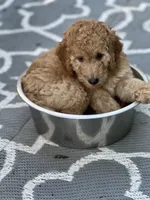 Duke, a male Irish Doodle for sale in Leesport, PA – 3 of 5