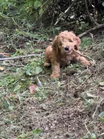Rusty, a male Irish Doodle for sale in Leesport, PA – 4 of 8