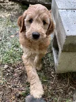 Rosie, a female Irish Doodle for sale in Leesport, PA – 2 of 8
