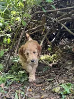 Rosie, a female Irish Doodle for sale in Leesport, PA – 6 of 8