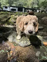 Daisy, a female Poodle - Miniature  and Irish Doodle for sale in Leesport, PA – 2 of 4