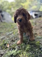 Rusty, a male Irish Doodle for sale in Leesport, PA – 6 of 8