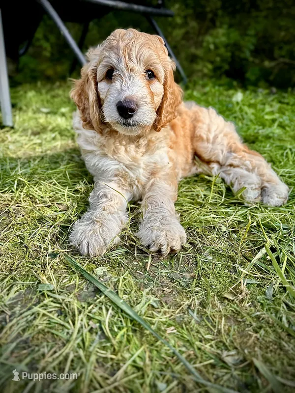 Daisy – Poodle - Miniature , Irish Doodle puppy for sale in Leesport, PA