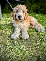 Daisy, a female Poodle - Miniature  and Irish Doodle for sale in Leesport, PA – 1 of 4