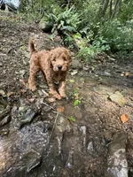 Rusty, a male Irish Doodle for sale in Leesport, PA – 3 of 8
