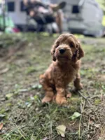 Rusty, a male Irish Doodle for sale in Leesport, PA – 7 of 8