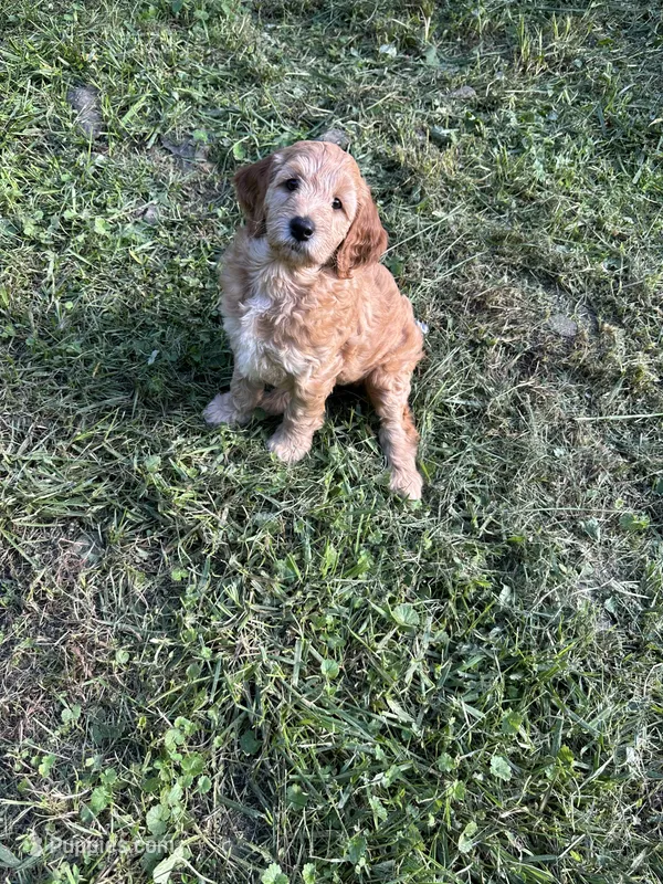 Rosie – Irish Doodle puppy for sale in Leesport, PA