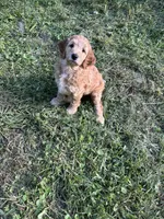 Rosie, a female Irish Doodle for sale in Leesport, PA – 1 of 8