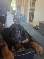 processed/541d55f5-ddd3-4b1e-ab70-866b3a86b7fe/listing/40035bc8-0621-4bfc-a16f-2a2ababfcc08/a9125f30-c5a2-4070-83fc-7898be1a3a59