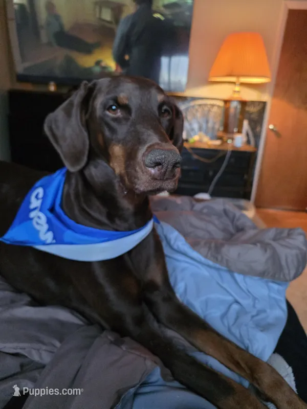 Method man – Doberman Pinscher puppy for sale in Colorado Springs, CO