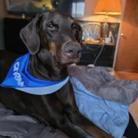 Method man, a male Doberman Pinscher for sale in Colorado Springs, CO – Photo 1 of 4