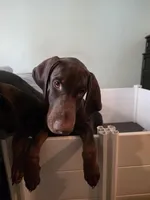 Method man, a male Doberman Pinscher for sale in Colorado Springs, CO – Photo 2 of 4