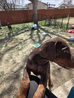 Method man, a male Doberman Pinscher for sale in Colorado Springs, CO – Photo 3 of 4