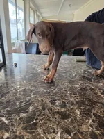 Method man, a male Doberman Pinscher for sale in Colorado Springs, CO – Photo 4 of 4