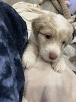 Fred, a male Aussiedoodle for sale in Roxboro, NC – Photo 1 of 5