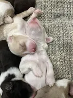 Fred, a male Aussiedoodle for sale in Roxboro, NC – Photo 4 of 5