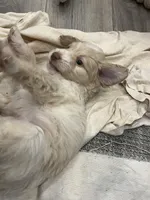 Fred, a male Aussiedoodle for sale in Roxboro, NC – Photo 3 of 5